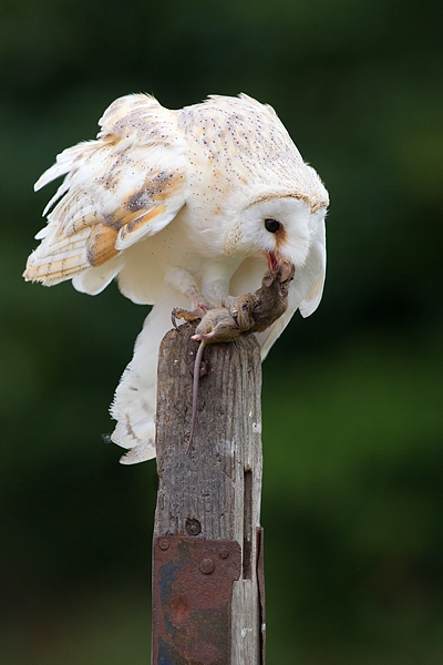 Barn Owl with mouse in beak 3. Sept. '16.