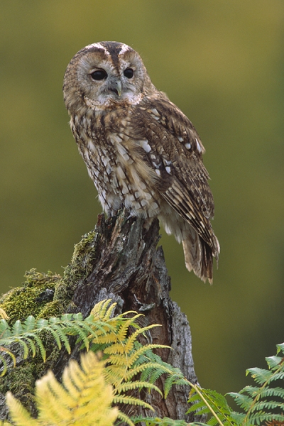 Tawny Owl on bracken stump.