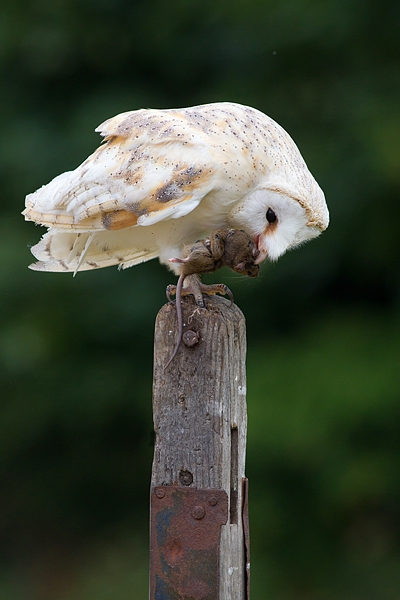 Barn Owl with mouse in claw 4. Sept. '16.