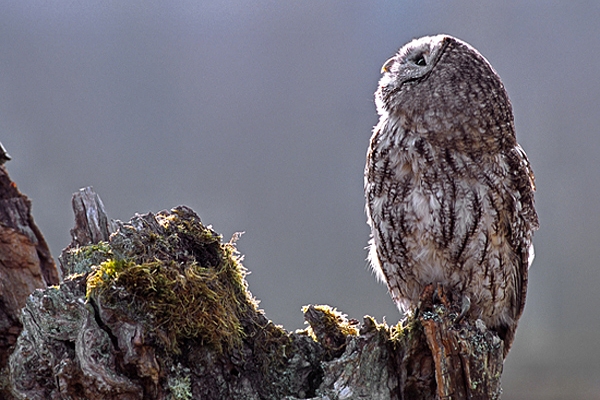 Tawny Owl on old stump,looking up.