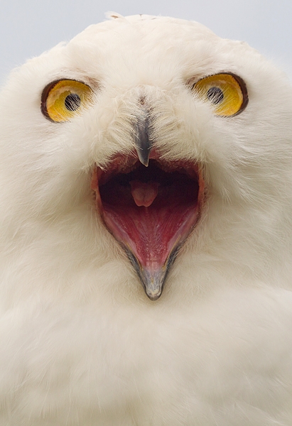 Snowy Owl mouthy portrait. Sept. '16.