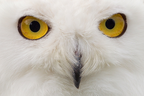Snowy Owl portrait. Sept. '16.