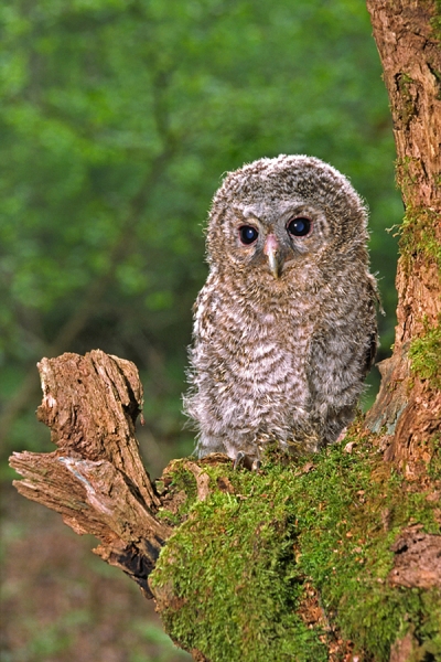 Tawny Owlet.