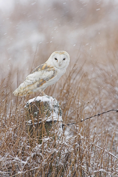 Barn Owl in the snow 3