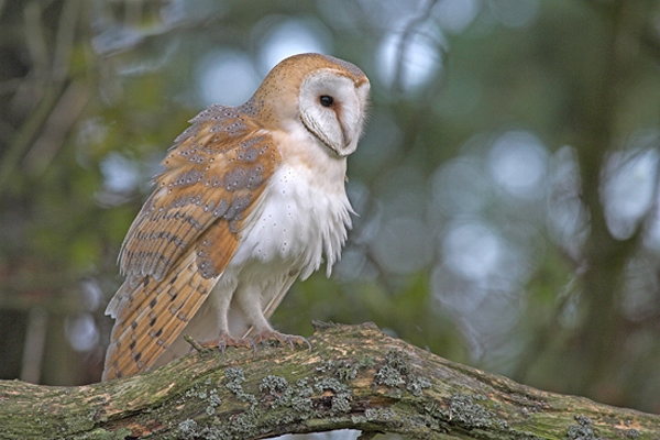 Barn Owl,juvenile.