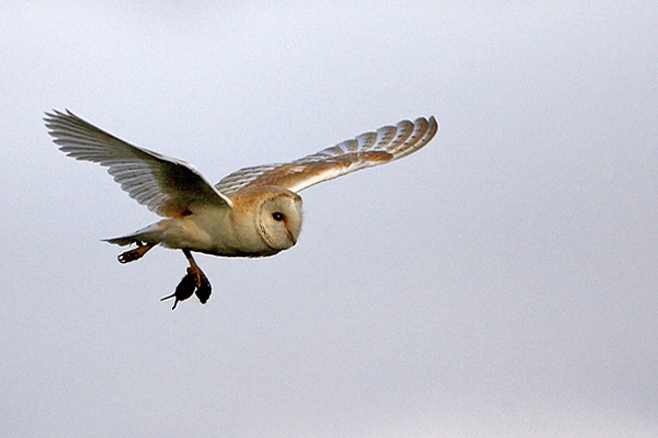 Barn Owl with vole,in flight.