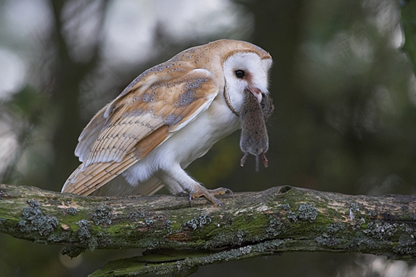 Barn Owl with vole,on branch.