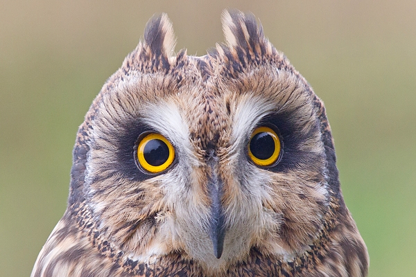 Short Eared Owl portrait. Oct. '17.