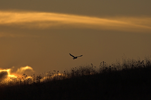 Barn Owl hunts in the evening.
