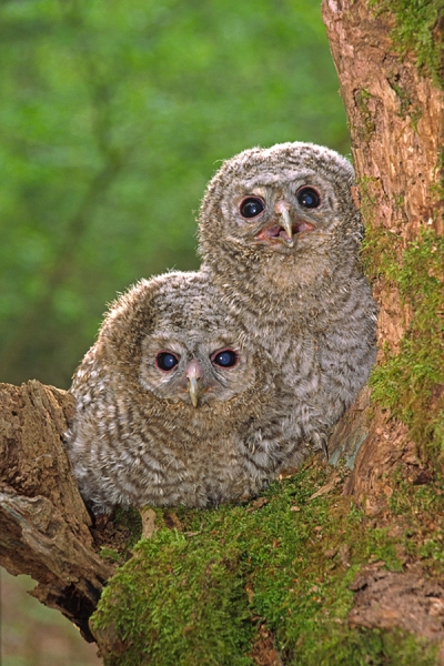 2 Young Tawny Owls.