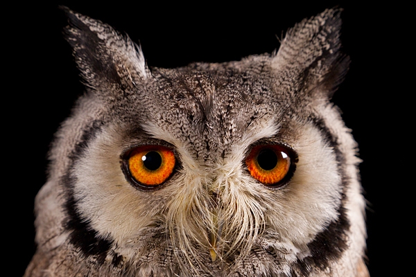 Scops Owl portrait 1. Nov '19.