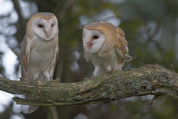 2 Barn Owl juveniles.