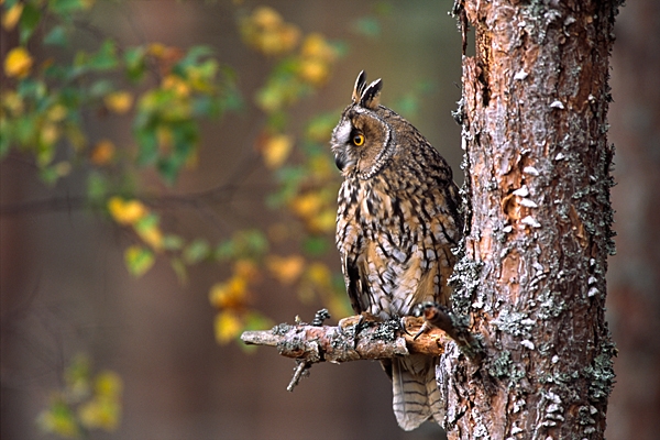 Long Eared Owl and birch leaves.