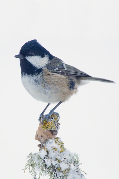 Coal Tit. Dec.'10.