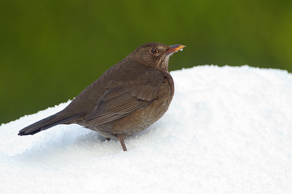 Female Blackbird in the snow. Dec.'10.