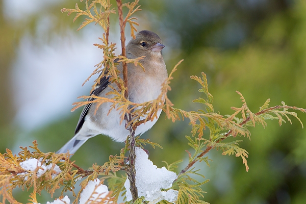 Female Chaffinch. Dec.'10.