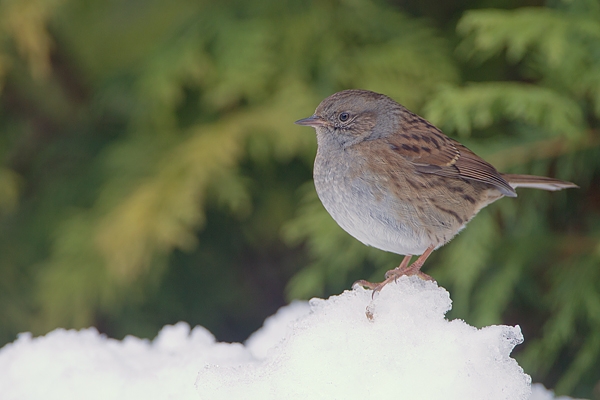 Dunnock. Dec. '10.