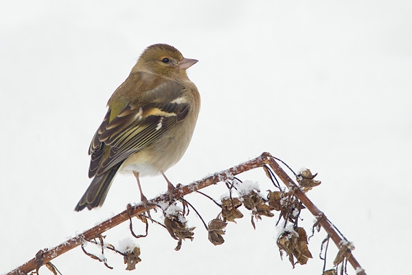 Female Chaffinch 2. Dec.'10.