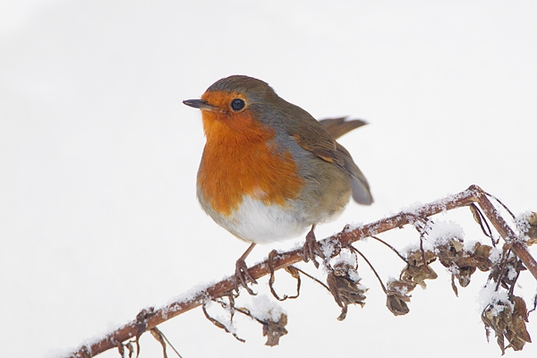 Robin 2. Dec.'10.