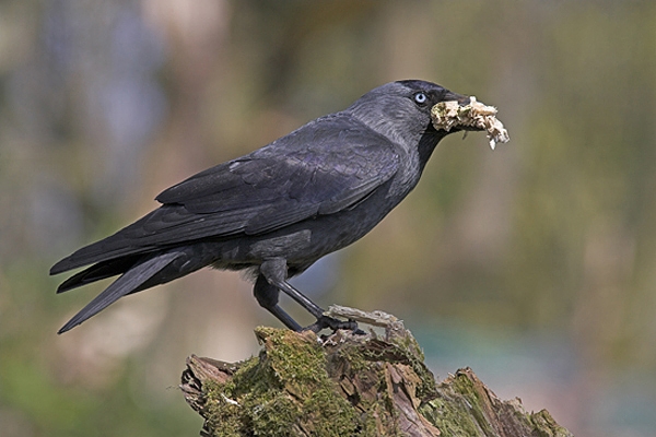 Jackdaw with nest material.