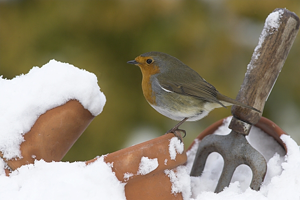 Robin on flowerpots in snow.