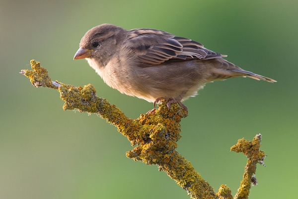 House Sparrow on lichen twig. Sept. '14.