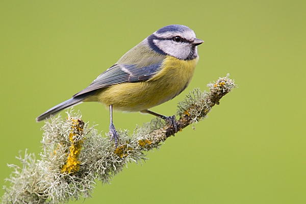 Blue tit on lichen twig. Feb.'15.