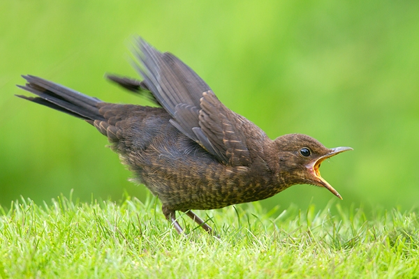 Hungry young Blackbird. July. '16.