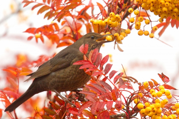 Fem.Blackbird feeding on rowan. Nov. '16.