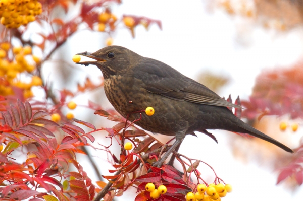 Fem. Blackbird feeding on rowan 2. Nov. '16.