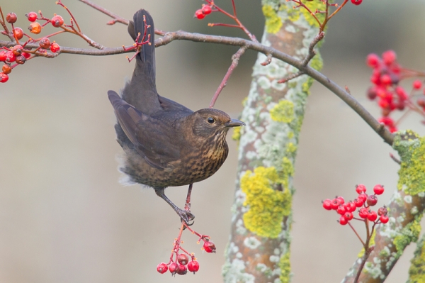Fem. Blackbird amid berries. Nov. '16.