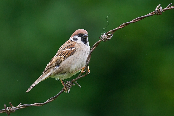 Tree Sparrow on barbed wire 1. June '17.