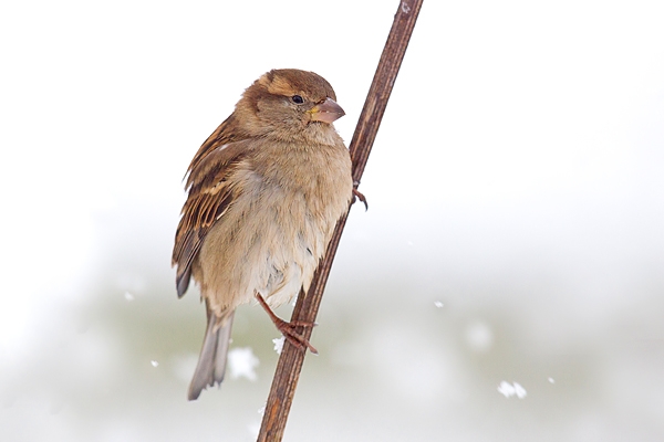Female House Sparrow on snowy stem 2. Dec '17.