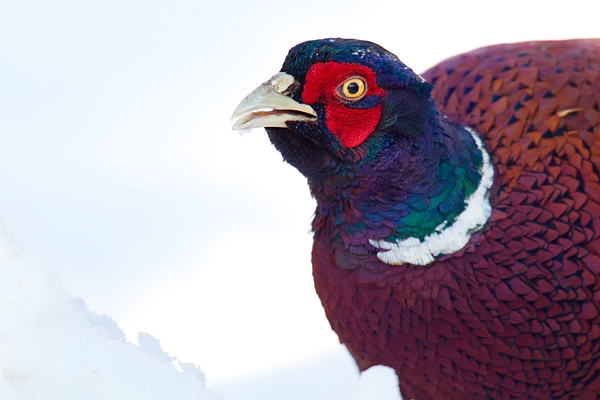 Cock Pheasant feeds in snow portrait. Jan '18.
