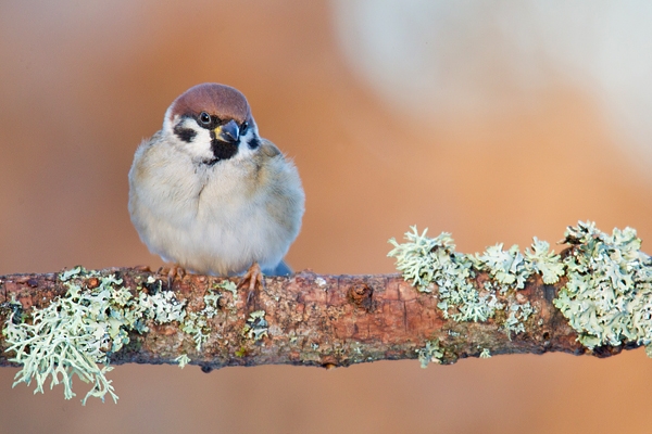 Tree Sparrow. Jan '18.