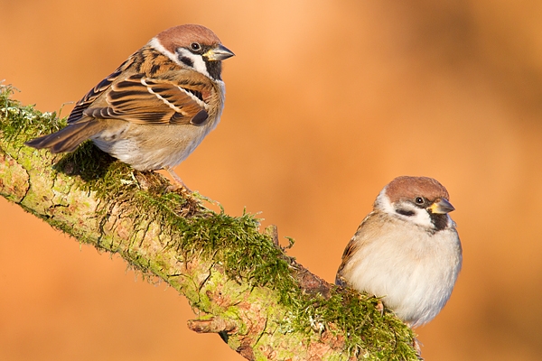 2 Tree Sparrows. Jan '18.