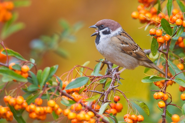 Tree Sparrow in berries. Nov '18.