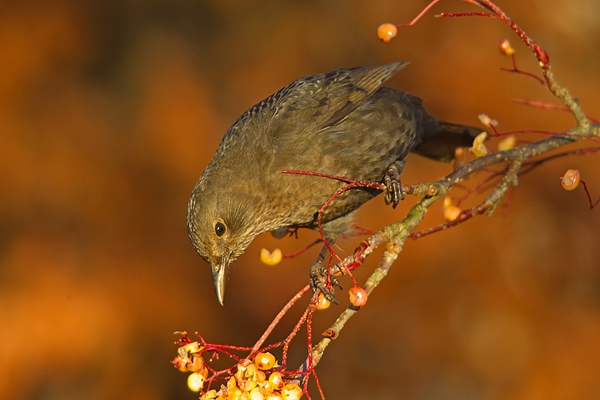 Female Blackbird on rowan 3. Dec '18.