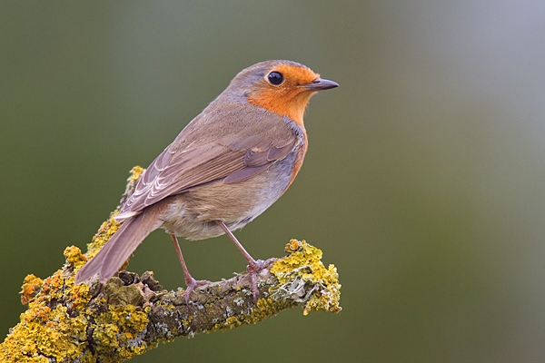 Robin on forked lichen twig. Apr. '20.