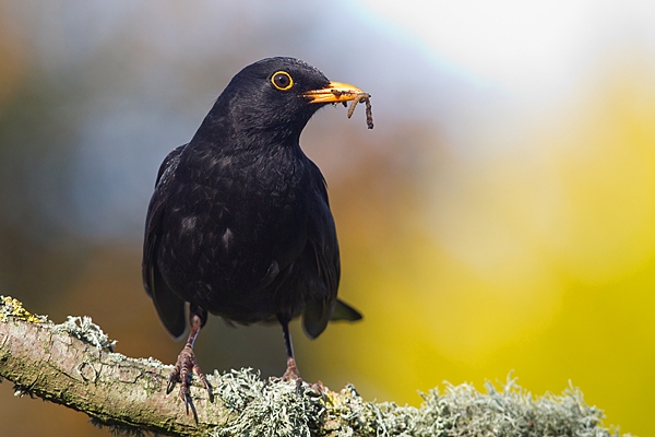 Male Blackbird with worm on lichen branch. Apr. '20.