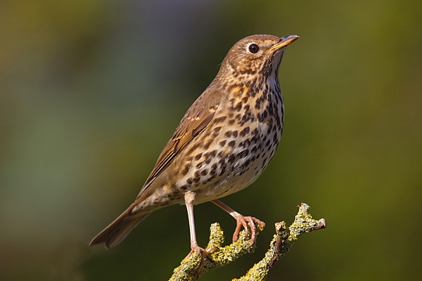 Song Thrush on lichen twig. Apr. '20.