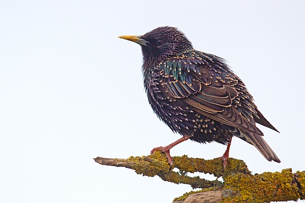 Starling on yellow lichen branch. Apr. '20.