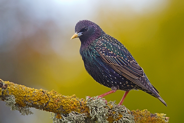 Starling on yellow lichen branch 3. Apr. '20.