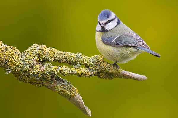 Blue tit on yellow lichen branch. Apr. '20.
