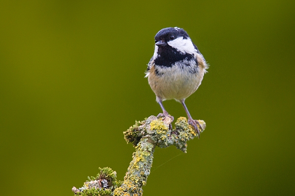 Coal tit on lichen moss twig. Apr. '20