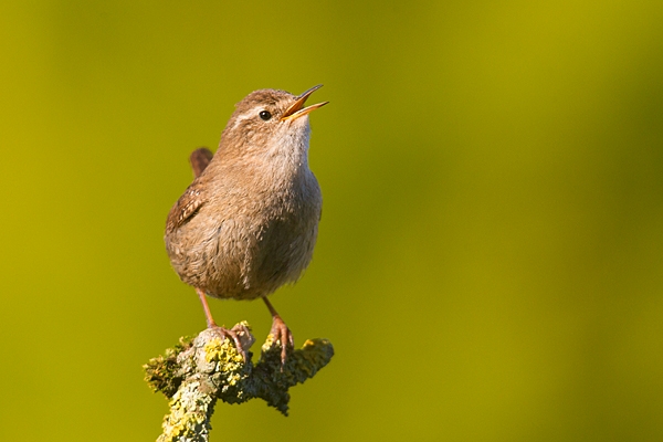 Singing Wren 2. Apr. '20.