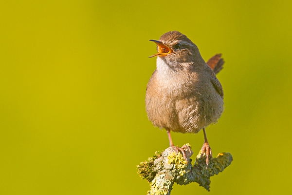 Singing Wren 1. Apr. '20.