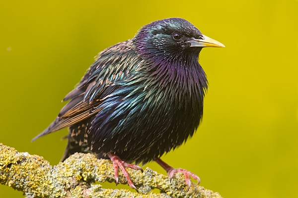 Starling on yellow lichen branch 5. Apr. '20.