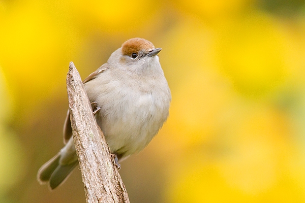 Female Blackcap amid daffs 1. Apr. '20.