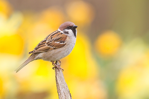 Tree Sparrow amid daffs 2. Apr. '20.